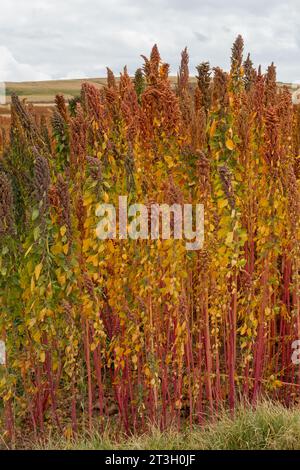 Quinoa-Feld in Peru, bei Maras Stockfoto