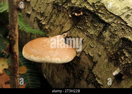 Blick von oben auf eine Birkenhalterung auf einen Baum in einem Wald im Herbst Stockfoto