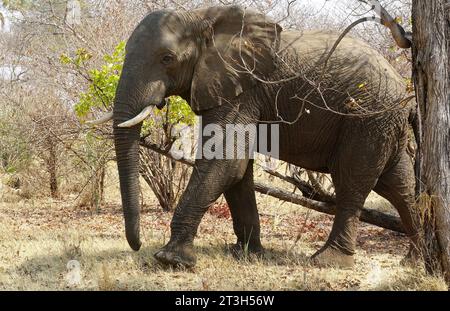 Afrikanischer Buschelefant, Afrikanischer Elefant, Eléphant de Savane, Loxodonta africana, Nationalpark Mosi-oa-Tunya, Sambia, Afrika Stockfoto