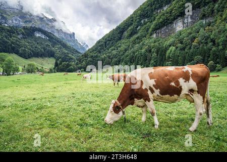 Kuhherde auf Weide und schweizer alpen im Sommer im Seealpsee bei Appenzell Stockfoto