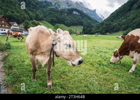 Kuhherde auf Weide und schweizer alpen im Sommer im Seealpsee bei Appenzell Stockfoto