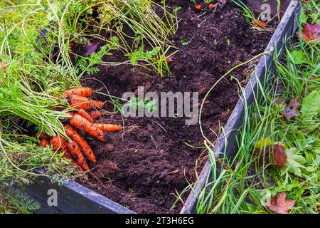 Nahaufnahme des Gartenbeckens aus Palettenhalterungen, gefüllt mit üppiger Ernte frischer, lebendiger Karotten an einem frischen Herbsttag. Stockfoto