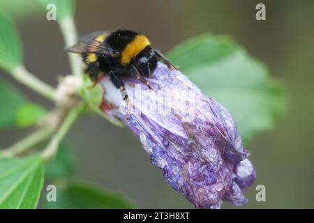 Hummel auf einer Blume aus nächster Nähe Stockfoto