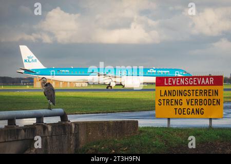 Ein Vogel sitzt neben einem Schild mit der Aufschrift „Lethal Danger, Start- und Landebahn, Zutritt strikt verboten“ auf der Polderbaan am Flughafen Amsterdam Schiphol, Holland Stockfoto