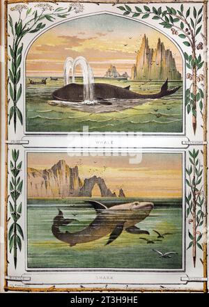 Bibel Naturgeschichtliche Illustration zur Bibel des Whale, Hai und Anis, Sycamore, Myrte und Myrhe aus dem 19. Jahrhundert Stockfoto