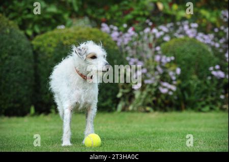 Dreckiger Hund mit Tennisball auf dem Rasen, Großbritannien. Stockfoto