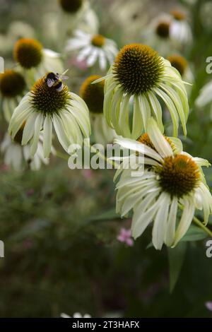 Echinacea-Busch in Blüte aus nächster Nähe gesehen Stockfoto