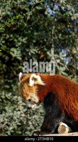 Entzückender roter Panda, der auf einem Ast steht und nach unten blickt. Stockfoto
