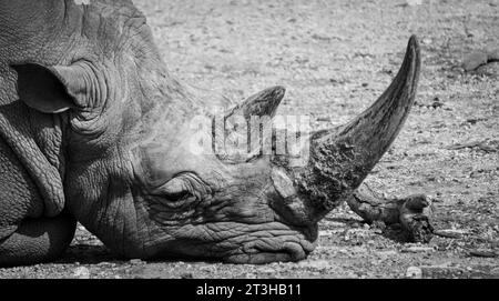 Schwarz-weiß-Bild eines Nashorns, das mit seiner Schnauze im trockenen Boden an einem heißen Sommertag im Zoo von Barben, Frankreich, schläft. Stockfoto