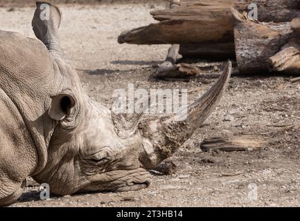 Nashorn am Boden mit seiner Schnauze in trockenem Staub und einem trockenen Hintergrund mit trockenen Bäumen im Zoo Barben, Frankreich. Stockfoto