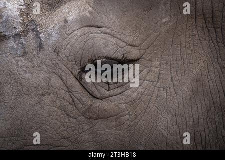 Nahaufnahme des wässrigen Auges eines Nashorns. Stockfoto