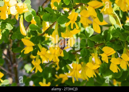 Hummel auf einer gelben Blume Nahaufnahme, Sommerfoto Stockfoto