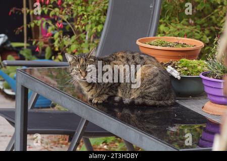 Europäische Kurzhaar, Hauskatze, die im Herbst, Oktober, Niederlande, auf einem schwarzen Terrassentisch aus Glas in einem niederländischen Garten ruht Stockfoto