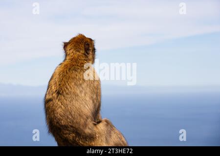 Barbary Macaque Rock Ape, blickt in die Ferne über das Meer, Gibraltar Affe, Stockfoto