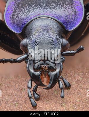 Porträt eines Bodenkäfers mit violettem glänzenden Pronotum und gebrochener Antenne (Rough Violet Ground Beetle, Carabus problematicus) Stockfoto