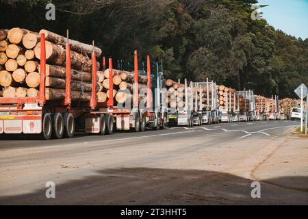 Eine Schlange von Holzfällern, die mit Holzstämmen gestapelt sind und auf den Eingang warten, um ihre Fracht am Eastland Port in Gisborne, Neuseeland, zu liefern Stockfoto