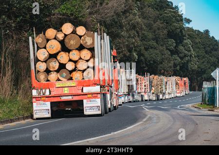 Eine Schlange von Holzfällern, die mit Holzstämmen gestapelt sind und auf den Eingang warten, um ihre Fracht am Eastland Port in Gisborne, Neuseeland, zu liefern Stockfoto