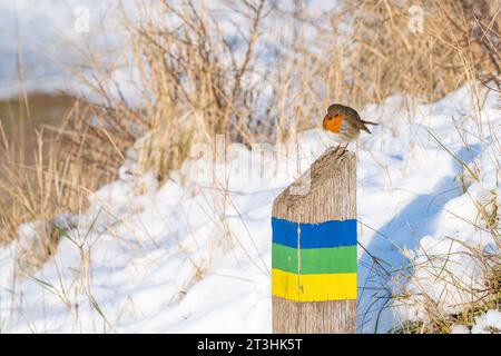 Ein rotkehlchen steht im Winter auf einer Route in den verschneiten Dünen von Goeree-Overflakkee in den Niederlanden. Stockfoto