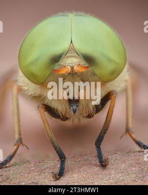 Porträt einer Pferdefliege mit großen, lindgrünen Augen und orangefarbenen Antennen, stehend auf brauner Rinde (vierzeilige Pferdefliege, Atylotus rusticus) Stockfoto