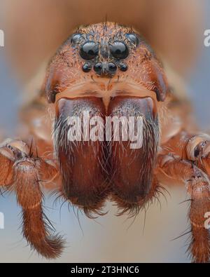 Porträt einer großen braunen Wolfsspinne, blauer Hintergrund (Trochosa sp.) Stockfoto