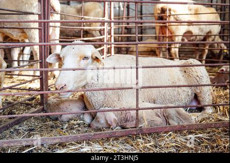 Neugeborenes Lamm, das in der Nähe des Schafes mit Blut befleckt ist und in der Nähe der Schafmutter mit Blut befleckt ist Stockfoto