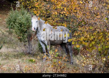 Pferd in der Nähe eines Waldes in den Herbstkarpaten, Ukraine Stockfoto