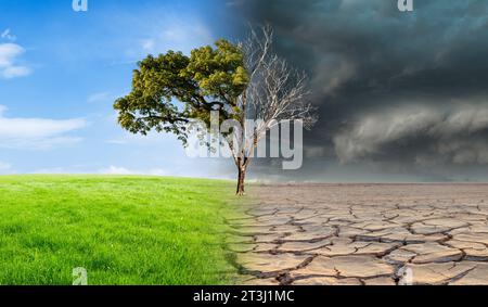 Landschaft mit grünem Gras mit einem Baum und einer getrockneten Wüste. Konzept des globalen Klimawandels. Stockfoto