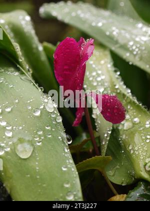 Mini-Cyclamen-Purpur (Cyclamen persicum) in Blüte, mit Regentropfen beperlt Stockfoto