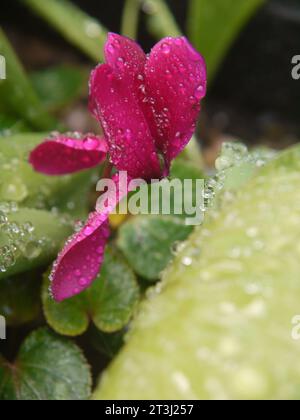 Mini-Cyclamen-Purpur (Cyclamen persicum) in Blüte, mit Regentropfen beperlt Stockfoto