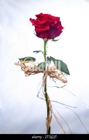Einzelne schöne rote rose isoliert auf weißem Hintergrund Stockfoto