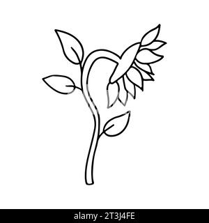 Sonnenblume. Handgezeichneter Doodle-Stil. Vektorillustration isoliert auf weiß. Ausmalseite. Stock Vektor