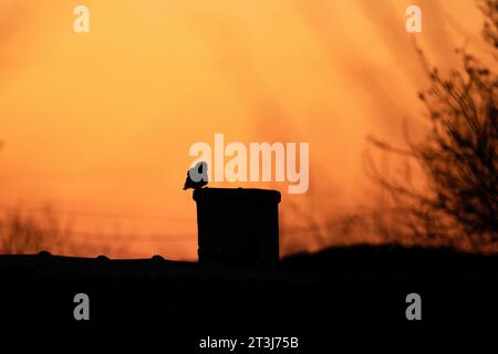 Die kleine Eule ruht im alten Dorf. Kleine Eule in den Rhodopen. Seltene Brauneize in Bulgarien. Ornithologie im Winter. Stockfoto