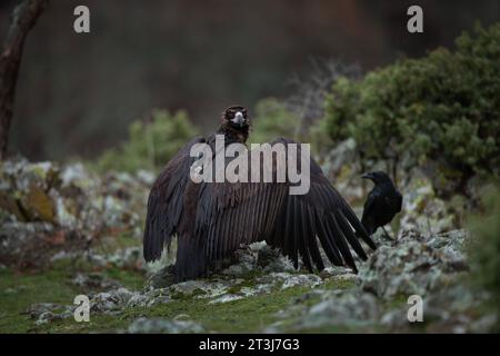 Wiedereinführung von Kaninergeier im Rhodopen-Gebirge. Schwarzer Geier auf dem Gipfel der bulgarischen Berge. Ornithologie im Winter. Stockfoto