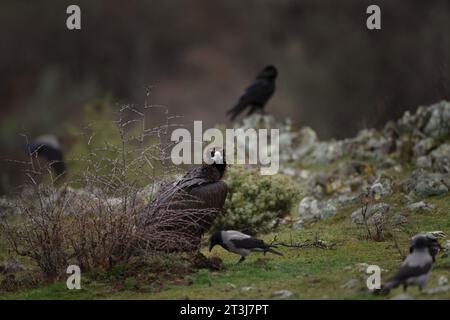 Wiedereinführung von Kaninergeier im Rhodopen-Gebirge. Schwarzer Geier auf dem Gipfel der bulgarischen Berge. Ornithologie im Winter. Stockfoto