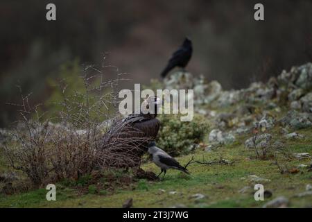 Wiedereinführung von Kaninergeier im Rhodopen-Gebirge. Schwarzer Geier auf dem Gipfel der bulgarischen Berge. Ornithologie im Winter. Stockfoto