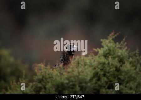 Wiedereinführung von Kaninergeier im Rhodopen-Gebirge. Schwarzer Geier auf dem Gipfel der bulgarischen Berge. Ornithologie im Winter. Stockfoto