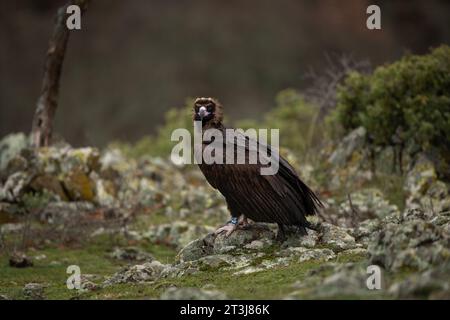 Wiedereinführung von Kaninergeier im Rhodopen-Gebirge. Schwarzer Geier auf dem Gipfel der bulgarischen Berge. Ornithologie im Winter. Stockfoto