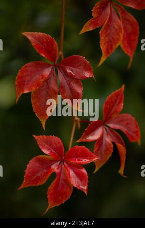 Helle scharlachrote Blätter des virginia-Kriechers vor grünem Laubhintergrund. Herbstfoto mit selektivem Fokus im Hintergrund. Stockfoto