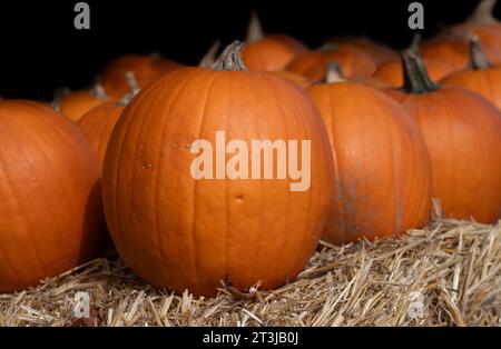 Mehrere orangefarbene Kürbisse liegen nebeneinander auf Strohballen zum Verkauf. Der Hintergrund ist schwarz. Stockfoto
