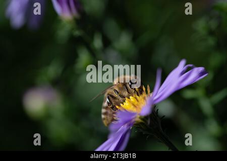 Eine kleine Honigbiene sitzt im Herbst auf einem violetten Aster. Das Insekt sucht nach Pollen. Der Hintergrund ist grün. Es ist Platz für Text vorhanden Stockfoto