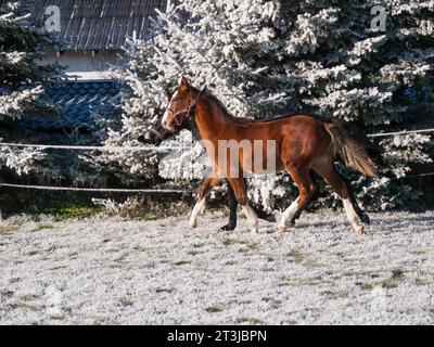 Schöne Sportpferde Fohlen laufen wild im Schnee auf Weide durch kalten, tief verschneiten Winter Stockfoto