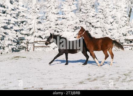 Schöne Sportpferde Fohlen laufen wild im Schnee auf Weide durch kalten, tief verschneiten Winter Stockfoto