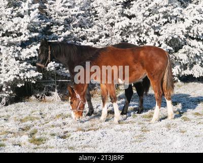 Schöne Sportpferde Fohlen laufen wild im Schnee auf Weide durch kalten, tief verschneiten Winter Stockfoto