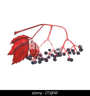 Aquarellvektor-Illustration von wilden Traubenblättern und Beeren. Herbsternte, rote Herbstblätter. Designs für Postkarten, Textilien, Verpackungen Stock Vektor