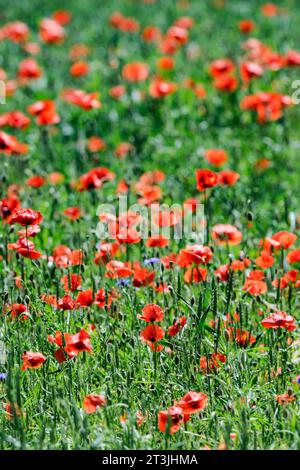 Mohnblumen (Papaver rhoeas) in einem beleuchteten Weizenfeld, Brandenburg, Deutschland Stockfoto