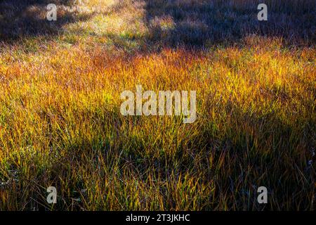 Weidegräser in goldenen Herbstfarben; Vandaveer Ranch; Salida; Colorado; USA Stockfoto