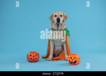Niedlicher Labrador Retriever Hund im Halloween Kostüm mit Trick or Treat Eimer auf hellblauem Hintergrund Stockfoto