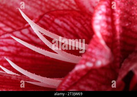 Wunderschöne rote amaryllis-Blume mit Wassertropfen als Hintergrund, Makroansicht Stockfoto