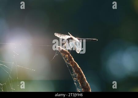 Eine blaue Libelle, die von der Sonne hinterleuchtet wird, mit ihren Flügeln, die auf einem Katzenschwanz thront, der ein Spinnennetz hochhält. Stockfoto