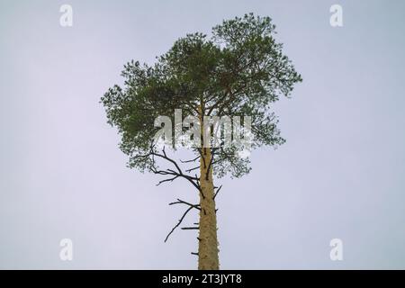 Die Krone einer flauschigen hohen Kiefer vor dem Hintergrund eines Winterhimmels Stockfoto